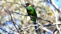 Barnardius zonarius semitorquatus