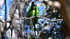 Barnardius zonarius semitorquatus