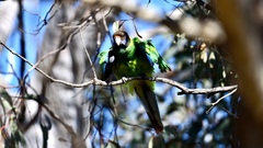 Barnardius zonarius semitorquatus