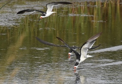 Rynchops niger cinerascens