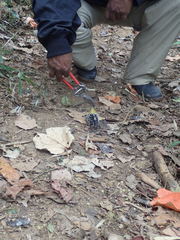 Hemicentetes semispinosus