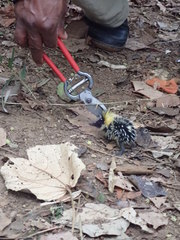 Hemicentetes semispinosus