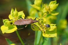 Dicranocephalus albipes