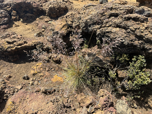 Deschampsia nubigena observed 2025-06-15