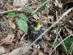 Hemicentetes semispinosus