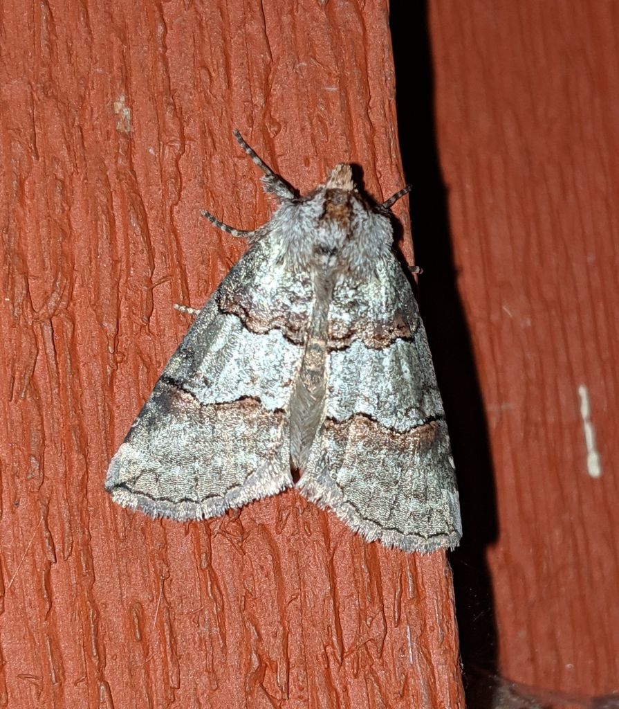 Ceranemota fasciata