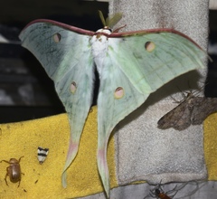Actias selene