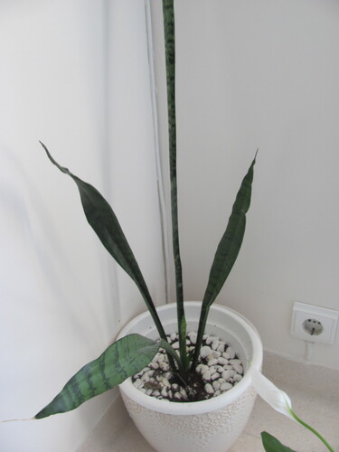 Sansevieria masoniana 'Whale Fin'
