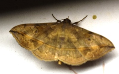 Anticarsia irrorata