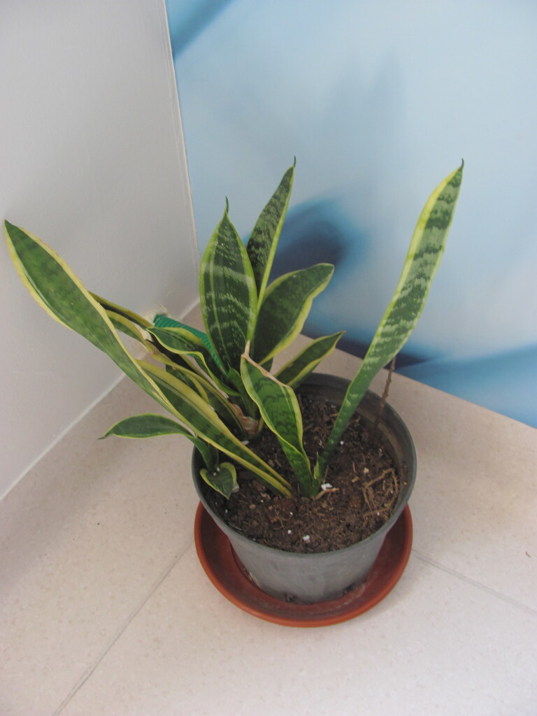 Sansevieria trifasciata Prain 2