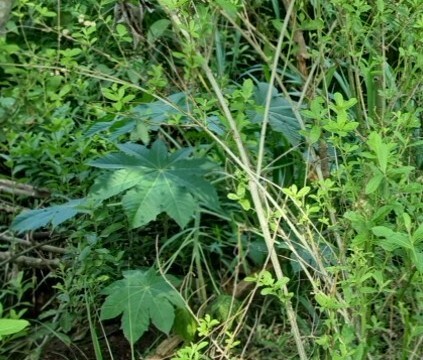 Ricinus communis