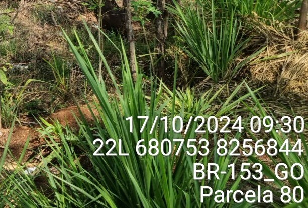Cymbopogon citratus