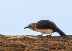 Turdoides gymnogenys