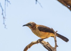 Turdoides gymnogenys