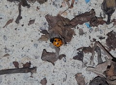 Coccinella undecimpunctata