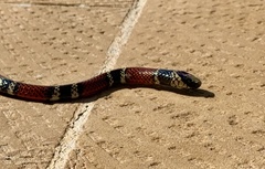 Micrurus sangilensis