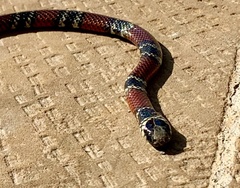 Micrurus sangilensis