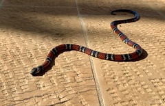 Micrurus sangilensis