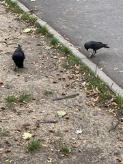 Corvus monedula