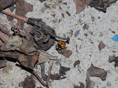 Coccinella undecimpunctata