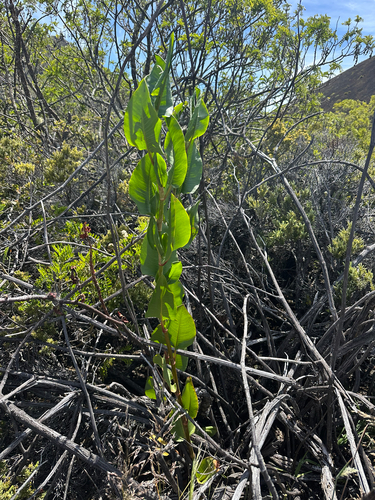 Rumex giganteus observed 2025-06-15