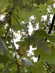Quercus robur