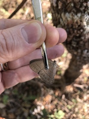 Nhambikuara cerradensis