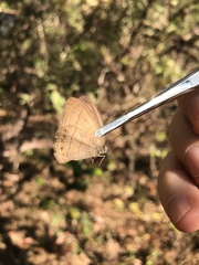 Nhambikuara cerradensis