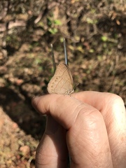 Nhambikuara cerradensis