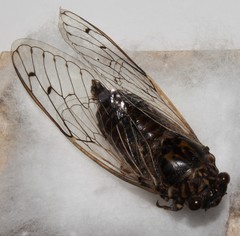 Cicada cretensis