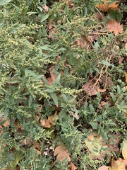 Chenopodium album