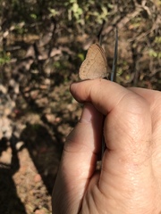 Nhambikuara cerradensis