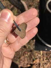 Nhambikuara cerradensis