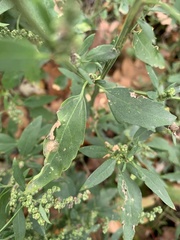 Chenopodium album