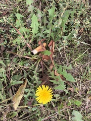 Taraxacum officinale