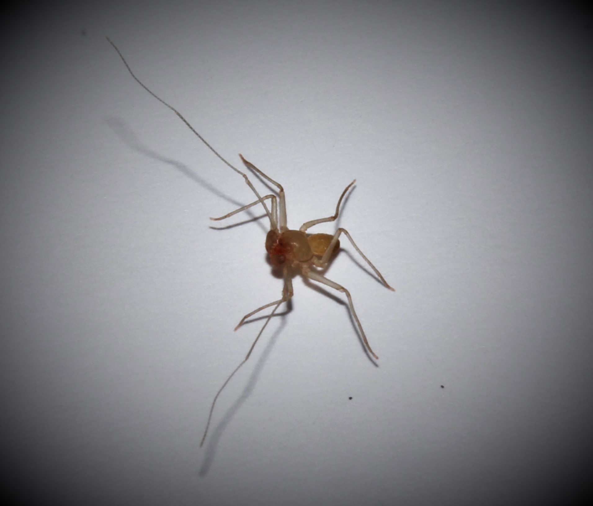 Sarax ioanniticus (Kritscher, 1959)