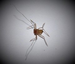 Charinus ioanniticus