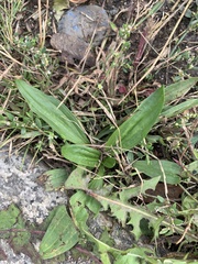 Plantago lanceolata