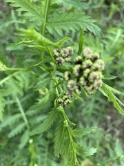 Tanacetum vulgare