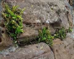 Asplenium marinum