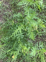 Tanacetum vulgare