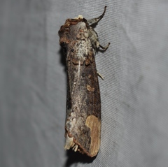 Phalera grotei