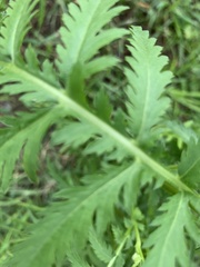 Tanacetum vulgare
