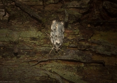 Barea nymphica