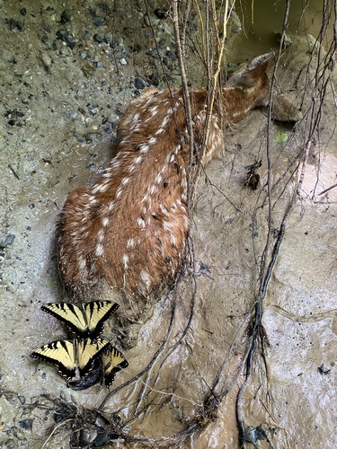 White-tailed Deer photographed in Arkansas