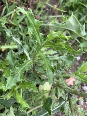 Cirsium arvense