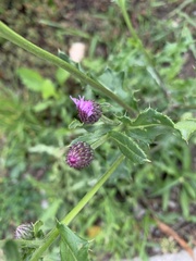 Cirsium arvense