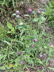 Cirsium arvense