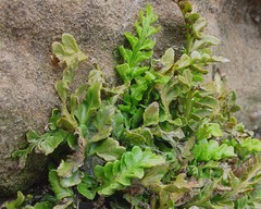 Asplenium marinum