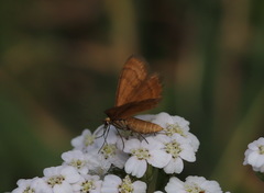 Anthometra plumularia